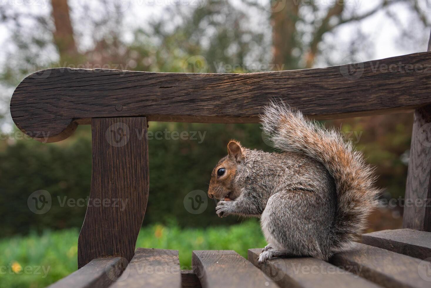 A gray squirrel sits on a rustic wooden bench, nibbling on food. The blurred background shows greenery and trees, suggesting a park in London. photo