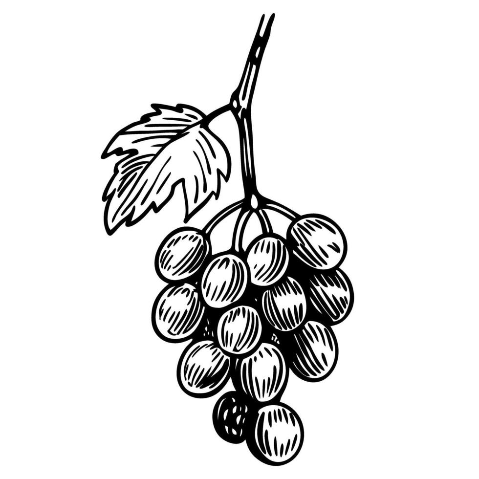 Vintage grapes illustration hand drawn grape vine with leaf for art and design vector