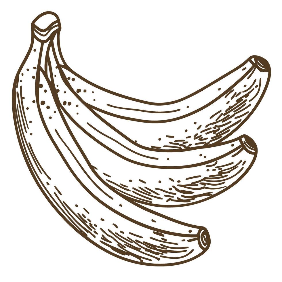 Vintage styled banana illustration with detailed line art design vector