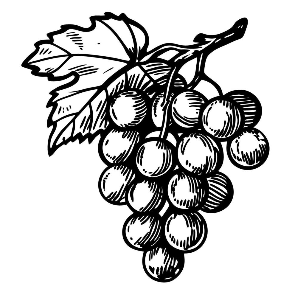 Black and white grape illustration detailed artistic representation of a hanging fruit cluster vector