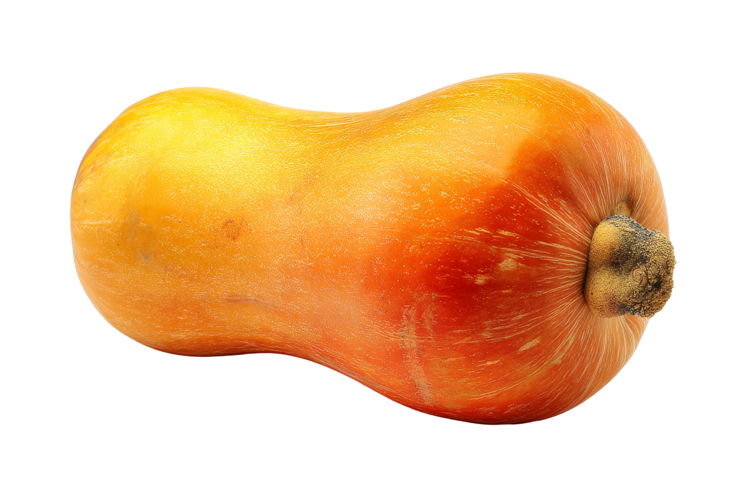 Close-up of harvested butternut squash png