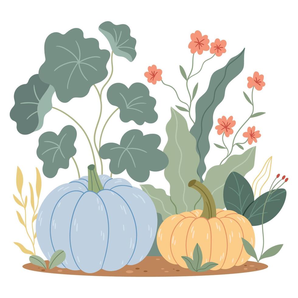 Pumpkins grow in a flower bed. Harvest, autumn, Thanksgiving. vector