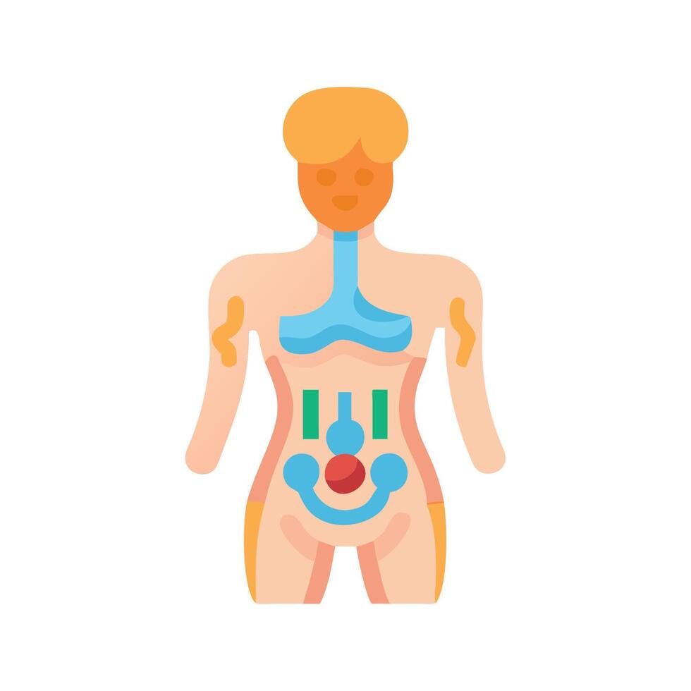 Human anatomy diagram showing the major organ system vector