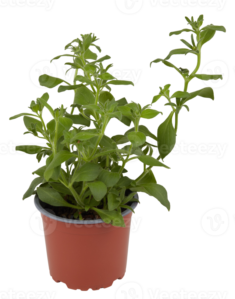 Western herbs in a garden pot cut out isolated transparent background png