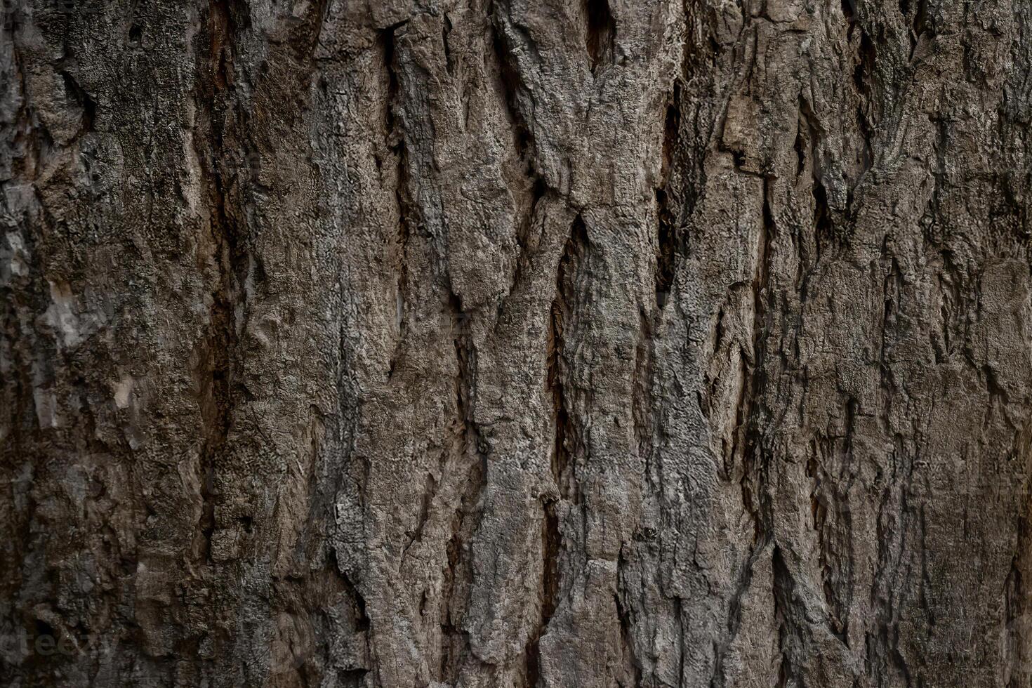 Close-up textured tree bark surface with natural rough wood patterns photo