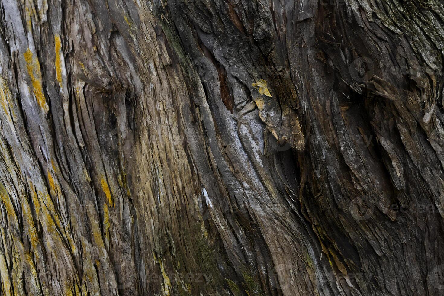 Close-up of textured tree bark with rough, peeling layers and dark tones photo