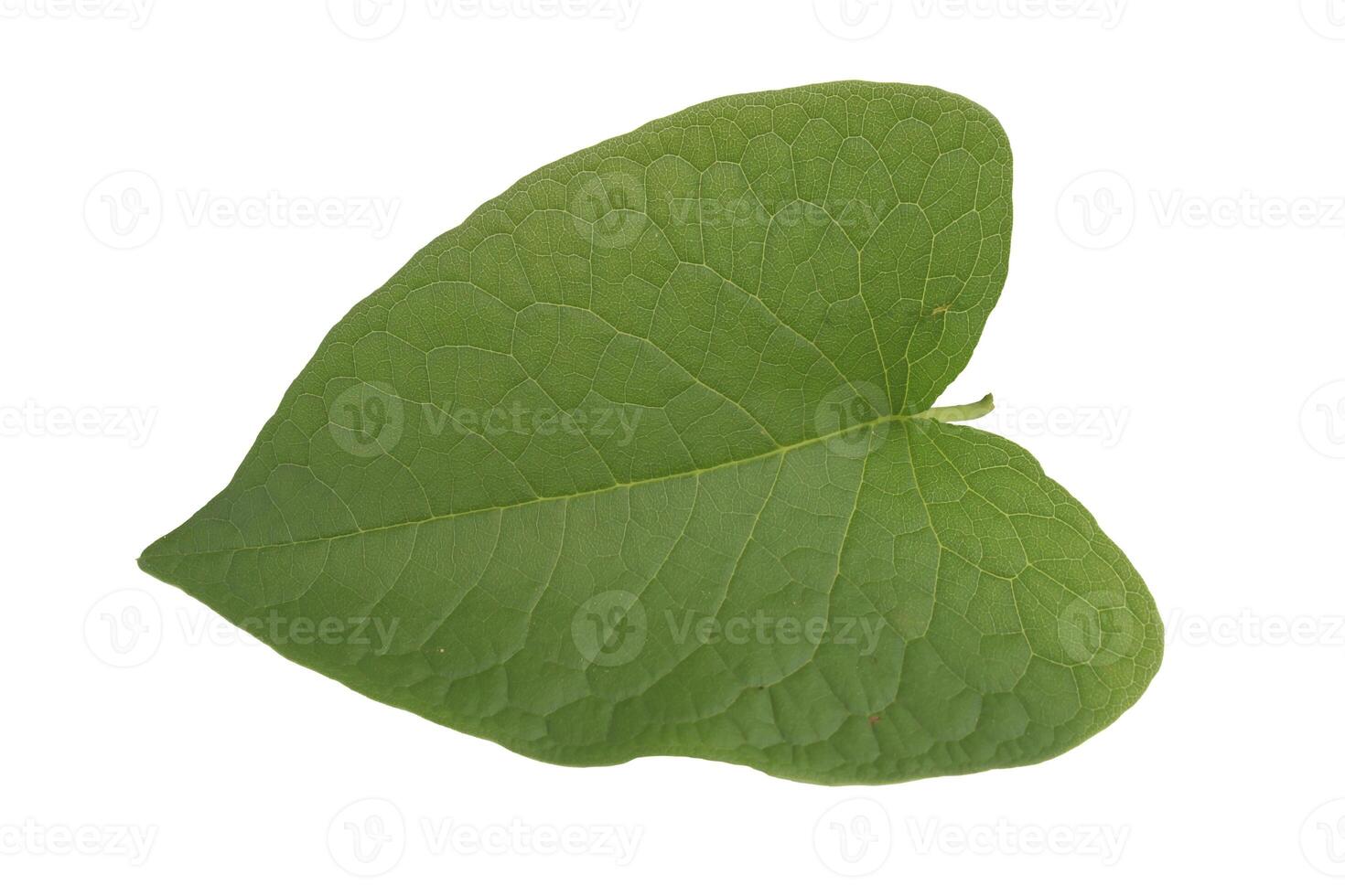 Antigonon leptopus leaf isolated on white background photo