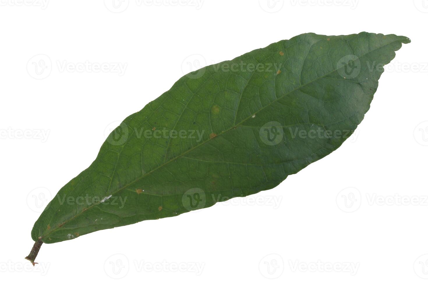 top view Streblus asper leaf isolated on white background photo