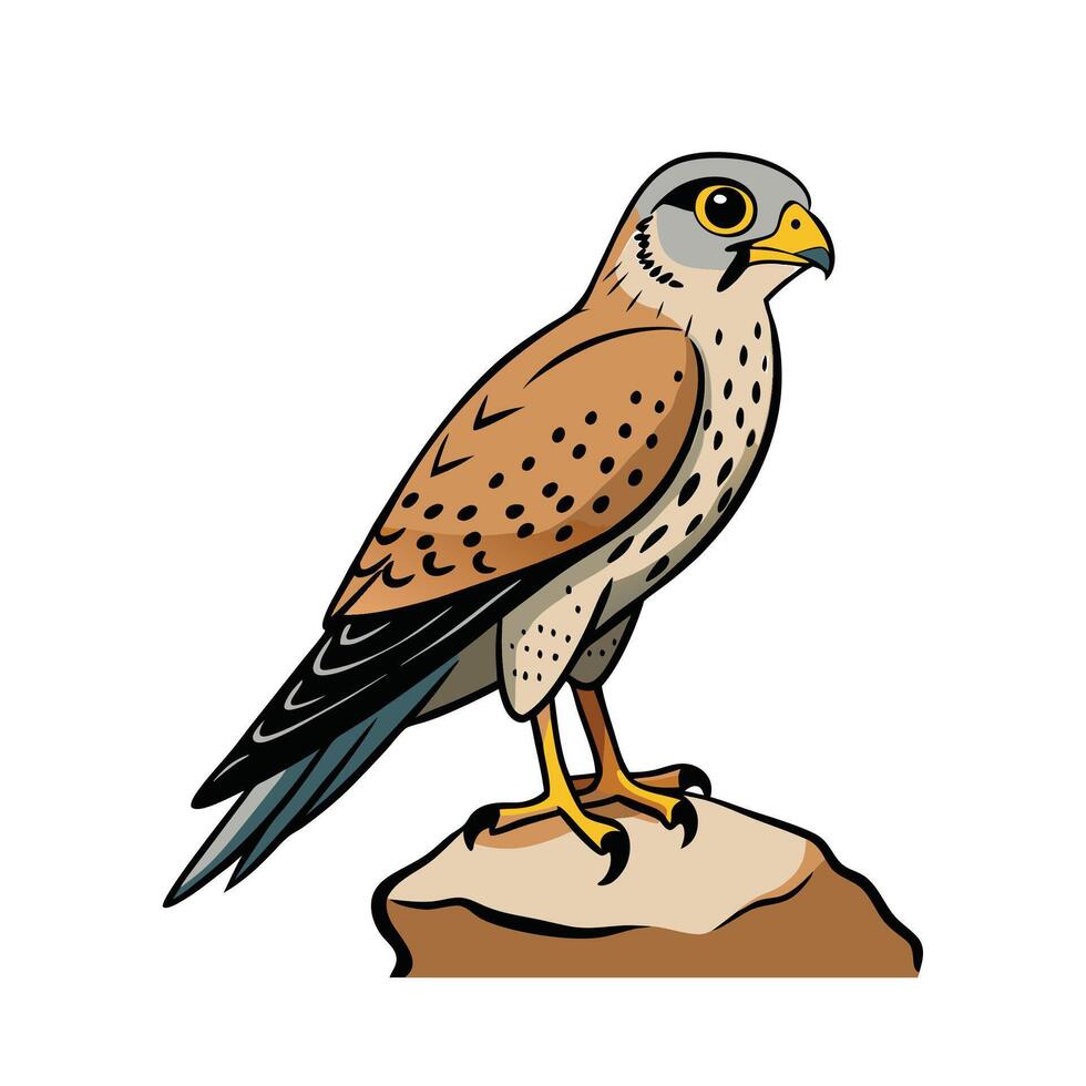 Kestrel Illustration Bird of Prey Perched on Rock vector