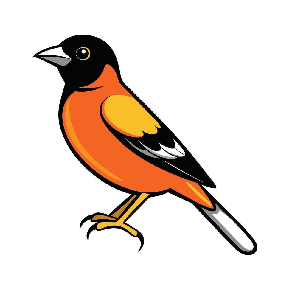 Cartoon Baltimore Oriole Bird Illustration on White Background vector