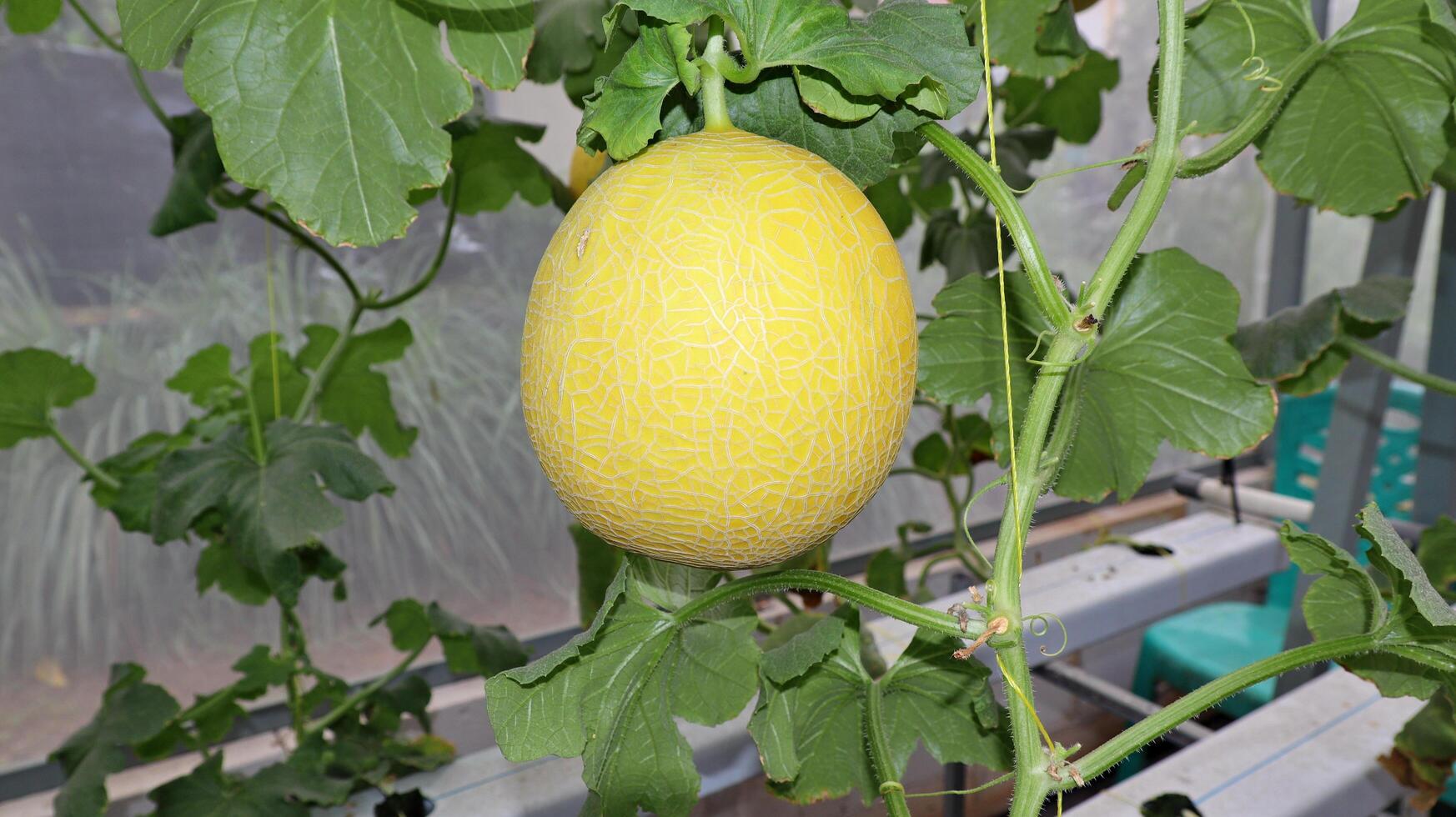 Yellow hydroponic melon that are ripe photo
