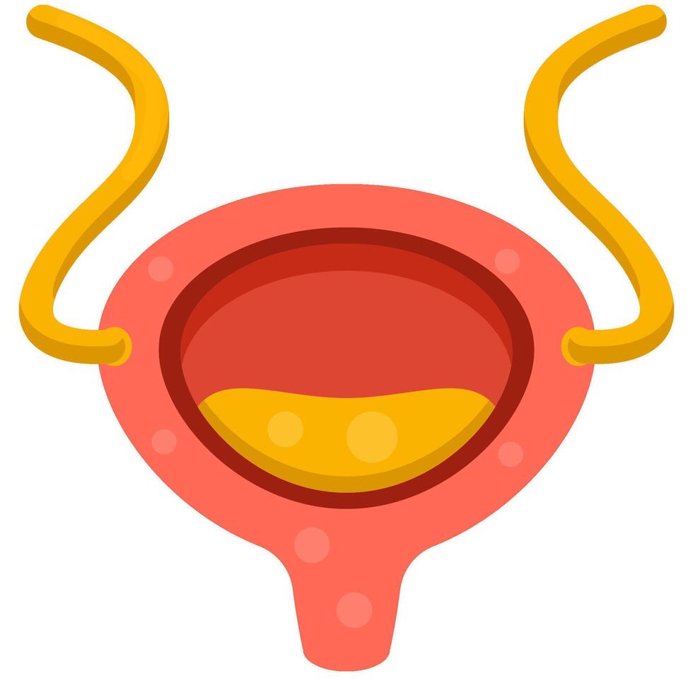 Bladder flat icon vector