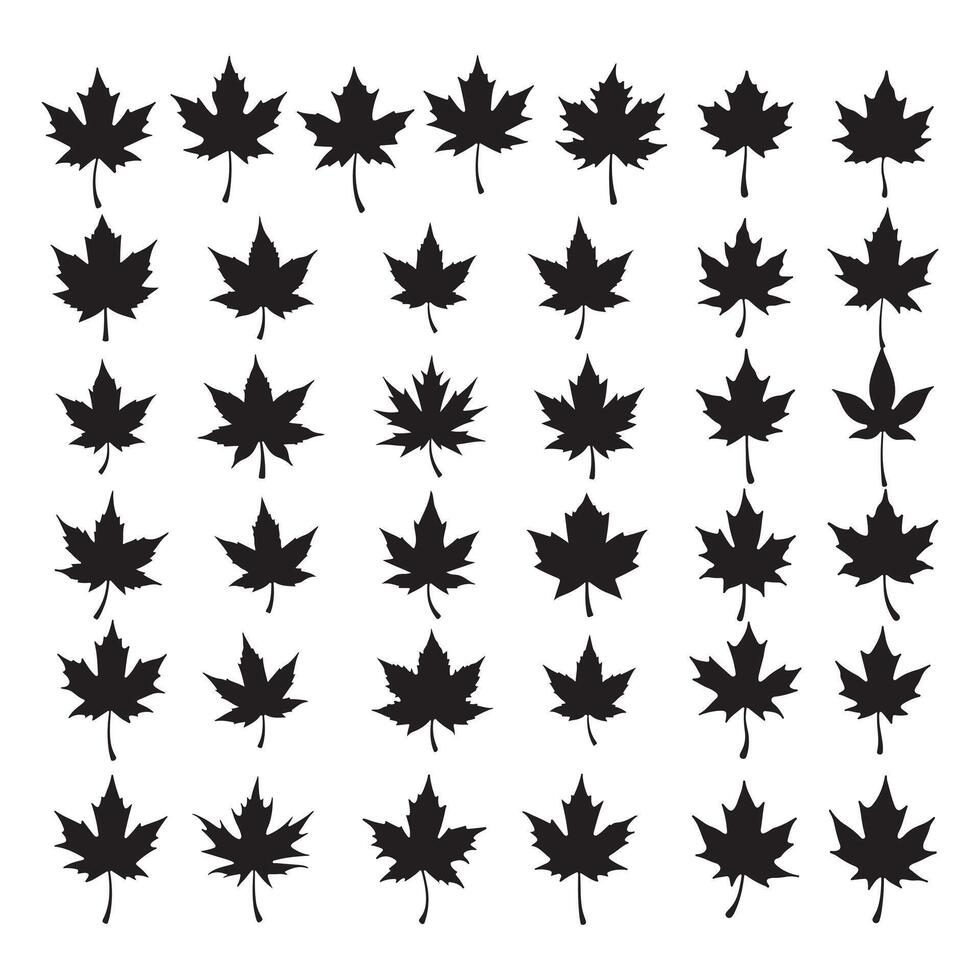a set of black maple leaves silhouette on a white background vector