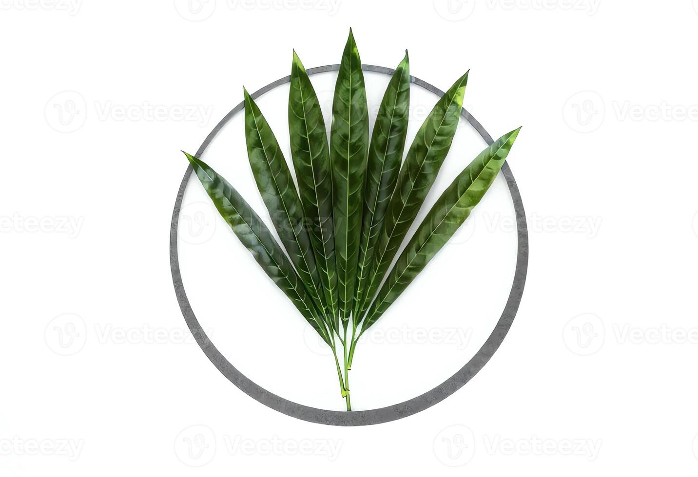 Symmetrical Arrangement of Green Leaves in a Circular Frame photo