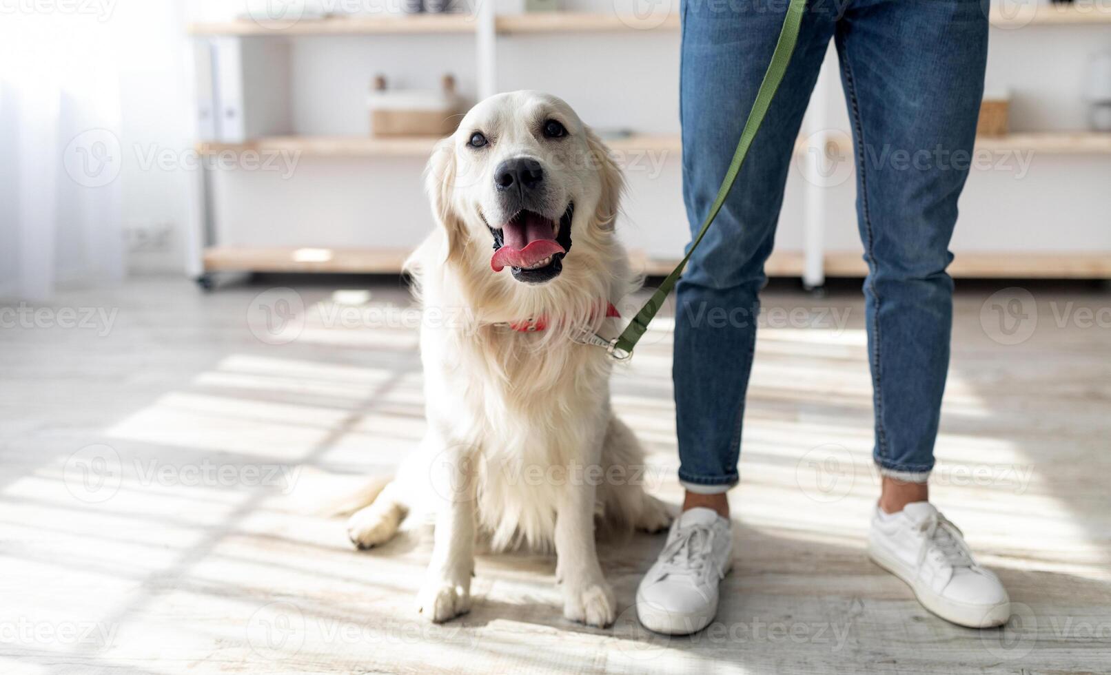 Cropped view of young guy holding his cute golden retriever on leash, ready for walk at home, copy space. Unrecognizable millennial man spending time with his pet dog indoors, closeup photo