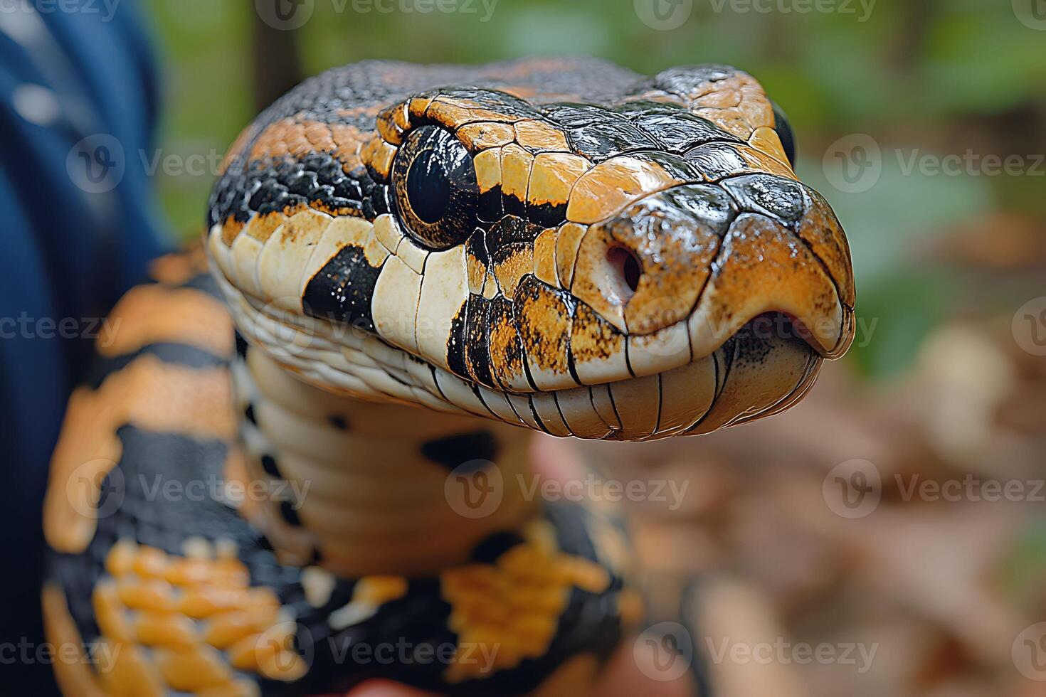 Close-Up of a Black and Yellow Snake in a Natural Forest Setting photo