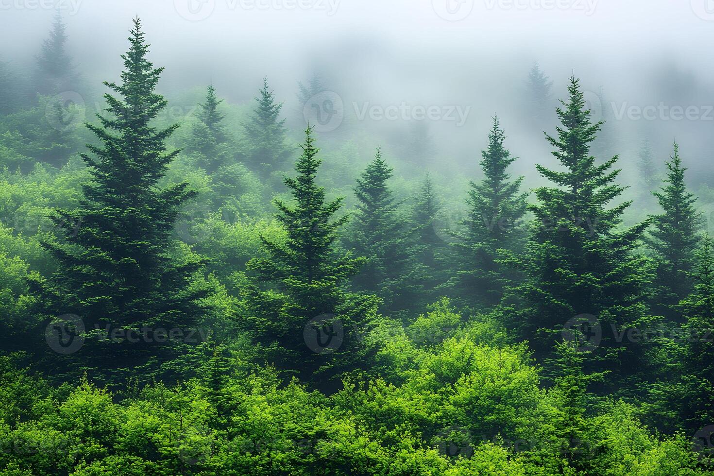 Misty Evergreen Forest Scene for Nature and Landscape Art photo