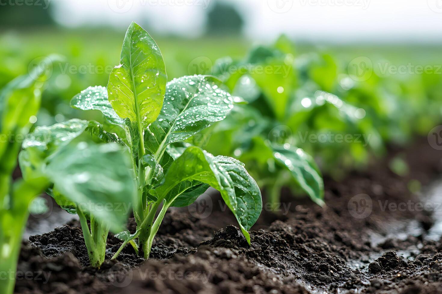 Fresh Green Spinach Leaves with Dew in a Fertile Garden - Ideal for Agriculture and Organic Farming Themes photo