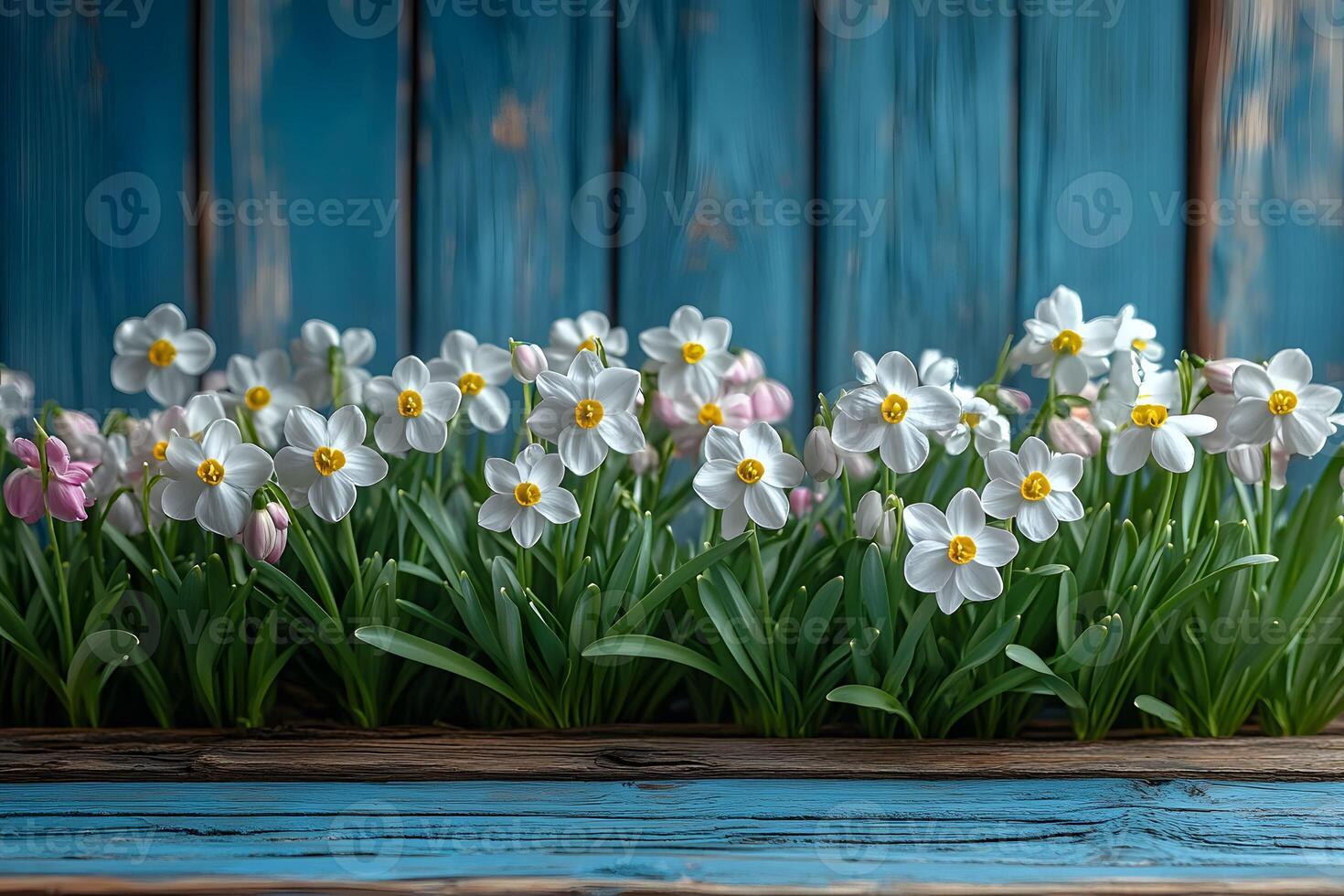 Spring Garden with White and Pink Daffodils Against Rustic Blue Wooden Background photo