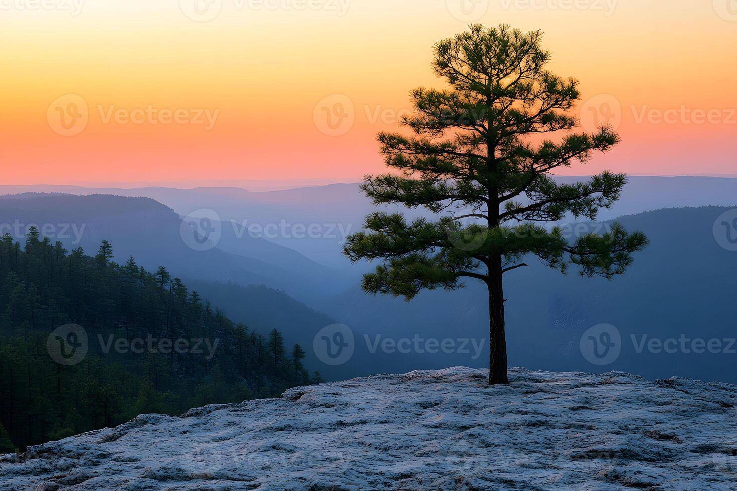 Tranquil Sunset Landscape with Lone Pine Tree on Rocky Cliff photo