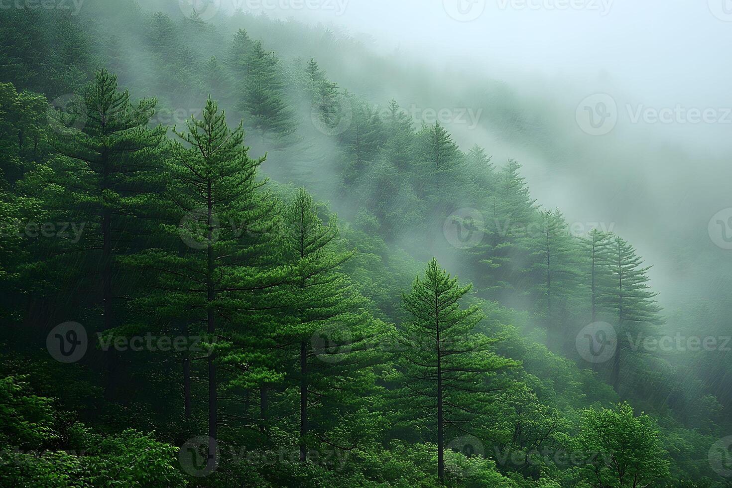 Misty Pine Forest on a Foggy Morning for Nature and Landscape Design photo