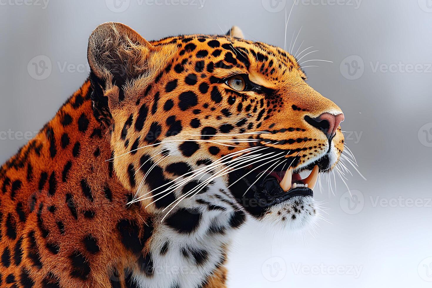 Leopard Profile in Snow Majestic Big Cat Portrait for Wildlife Art and Decor photo