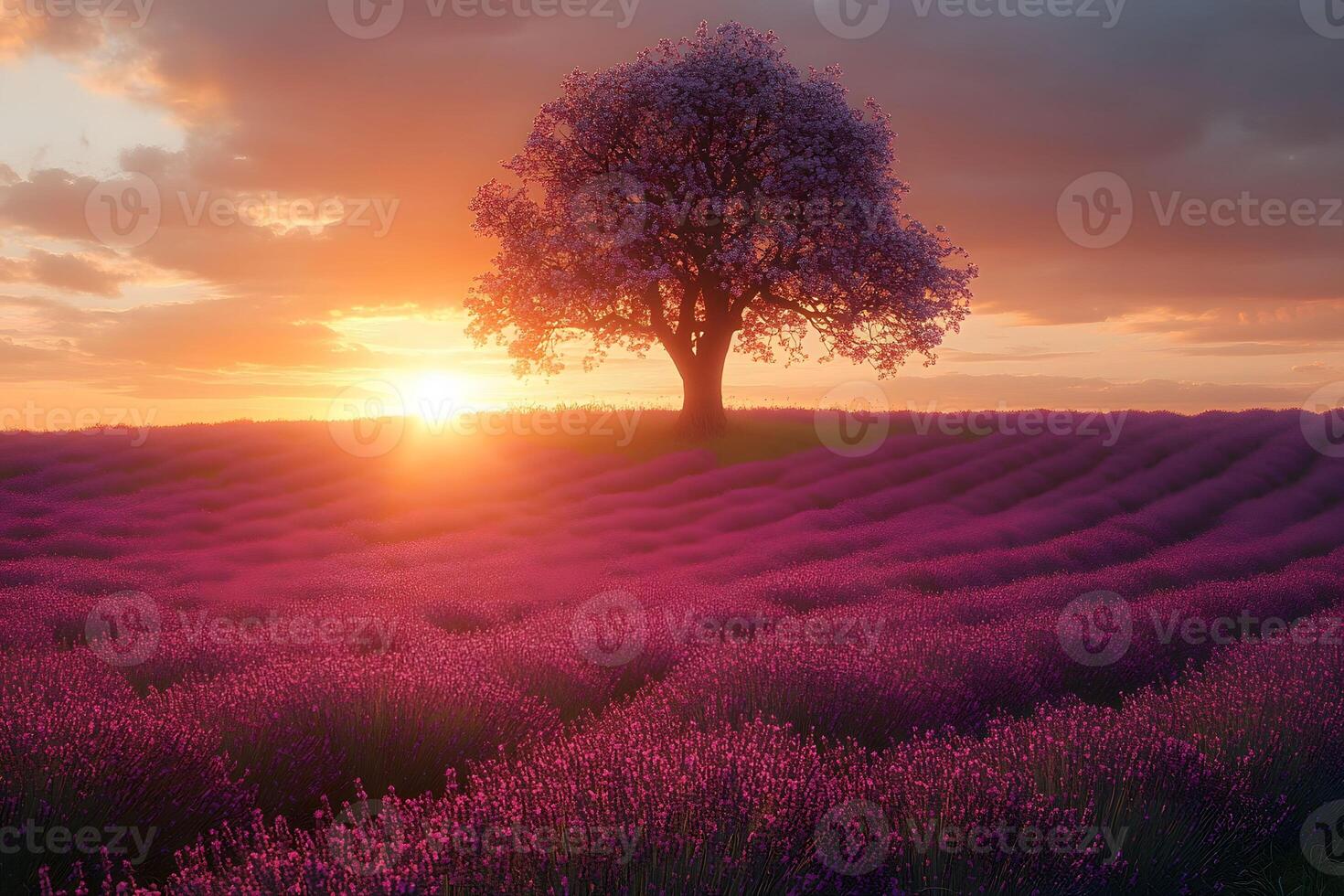 Lavender Field Serenity at Sunset with Silhouetted Tree for Nature Wall Art and Prints photo