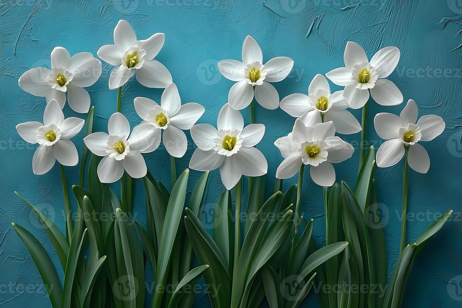 Elegant White Daffodils on Turquoise Background for Spring Decor photo