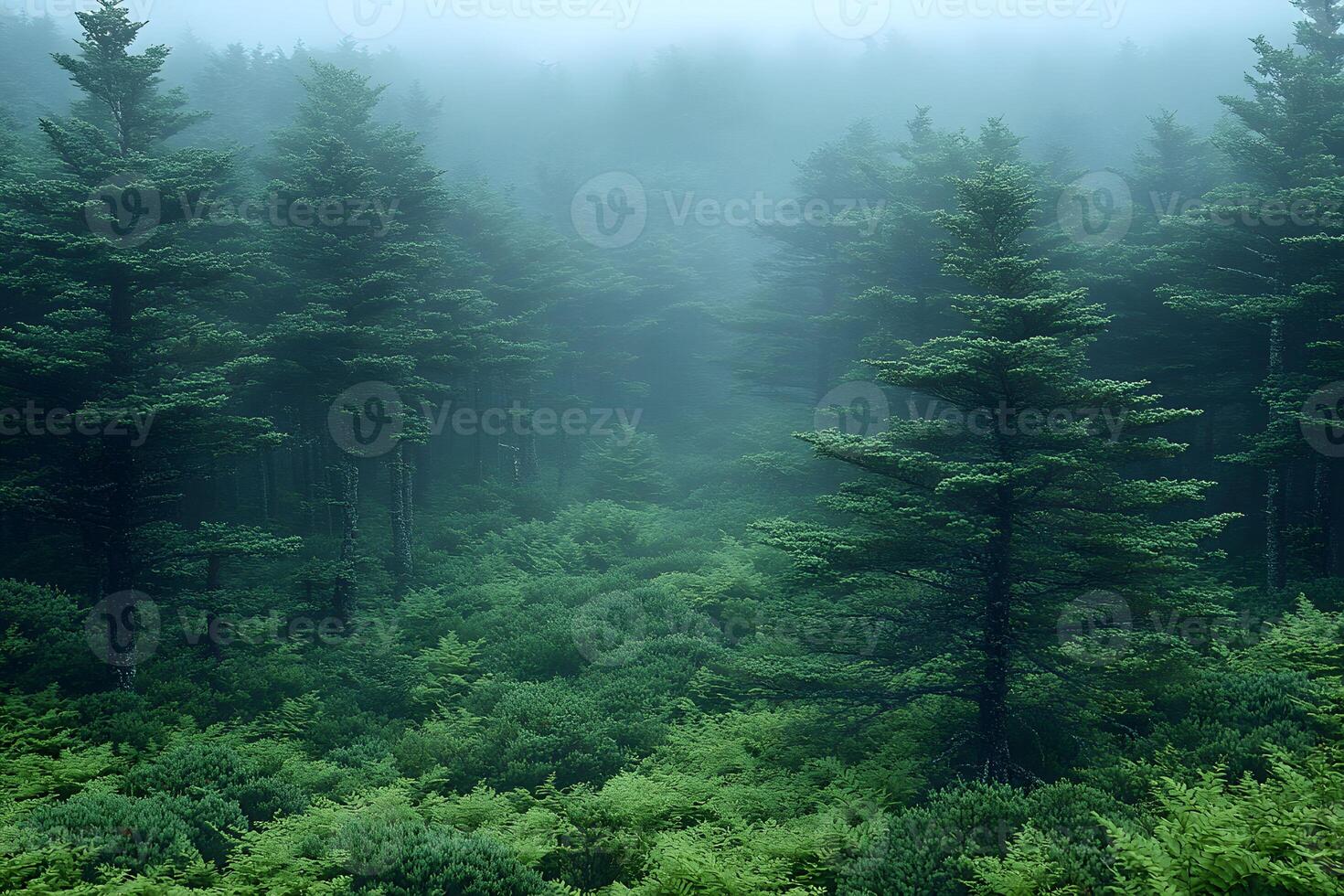 Mystical Forest Landscape with Dense Fog and Verdant Greenery for Nature Photography photo