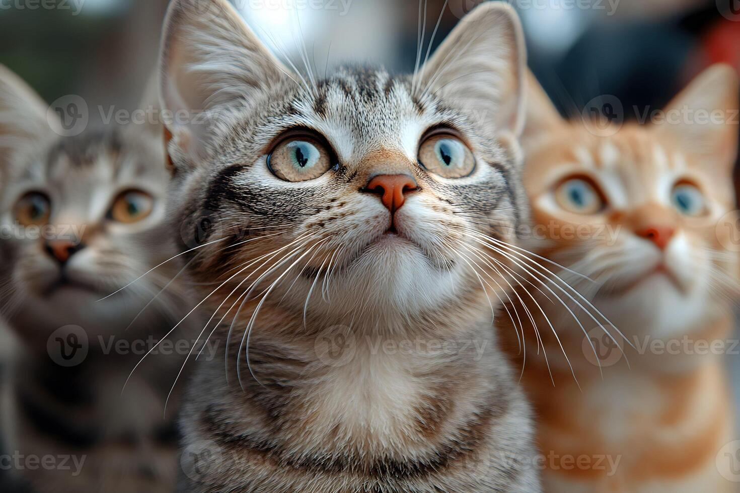 Curious Kittens Staring Intently - Perfect for Pet-Themed Designs photo