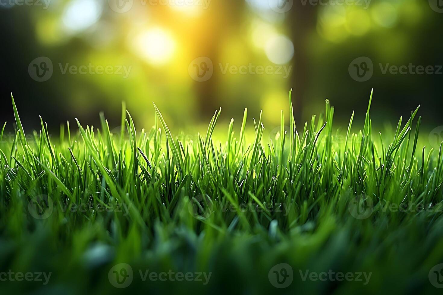 Lush Green Grass in Sunlit Morning Garden Nature Background for Posters and Prints photo