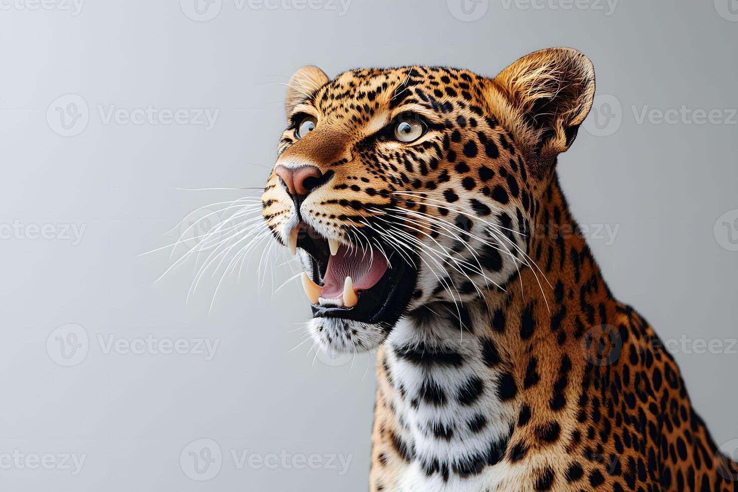 Majestic Leopard Roaring Against Neutral Background for Wildlife Photography photo