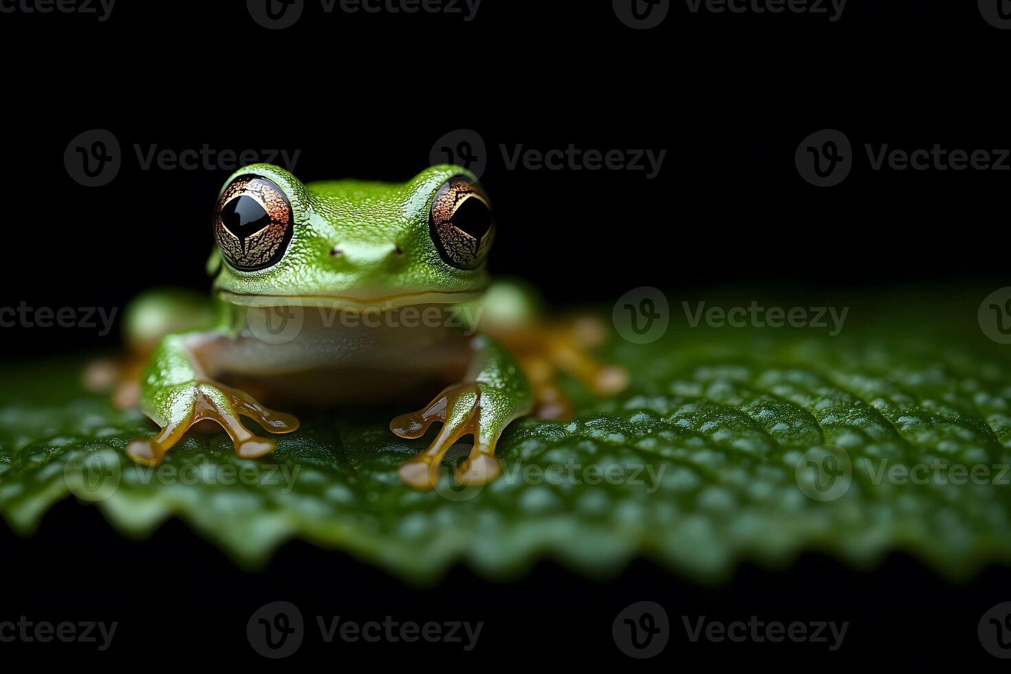Vivid Green Tree Frog Resting on Leaf - Nature Photography for Prints and Posters photo