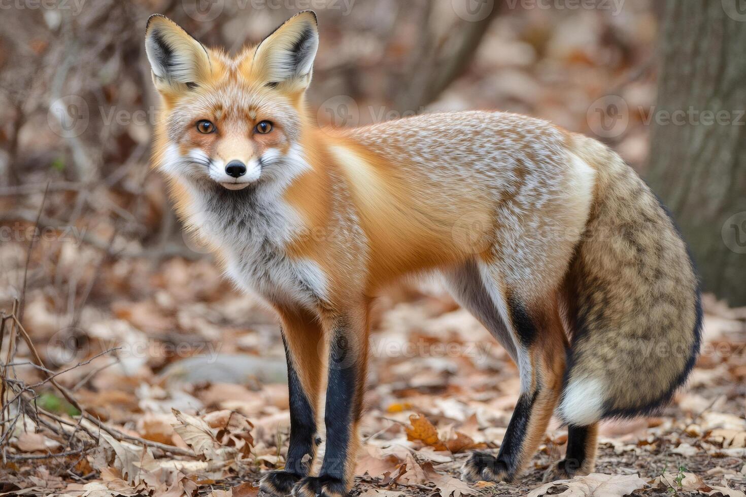 Red fox standing in forest covered with dry leaves photo