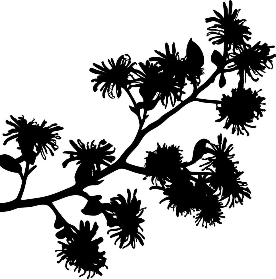 Black Silhouette of Blooming Ragwort Branch Isolated on White Background, Botanical Detail vector