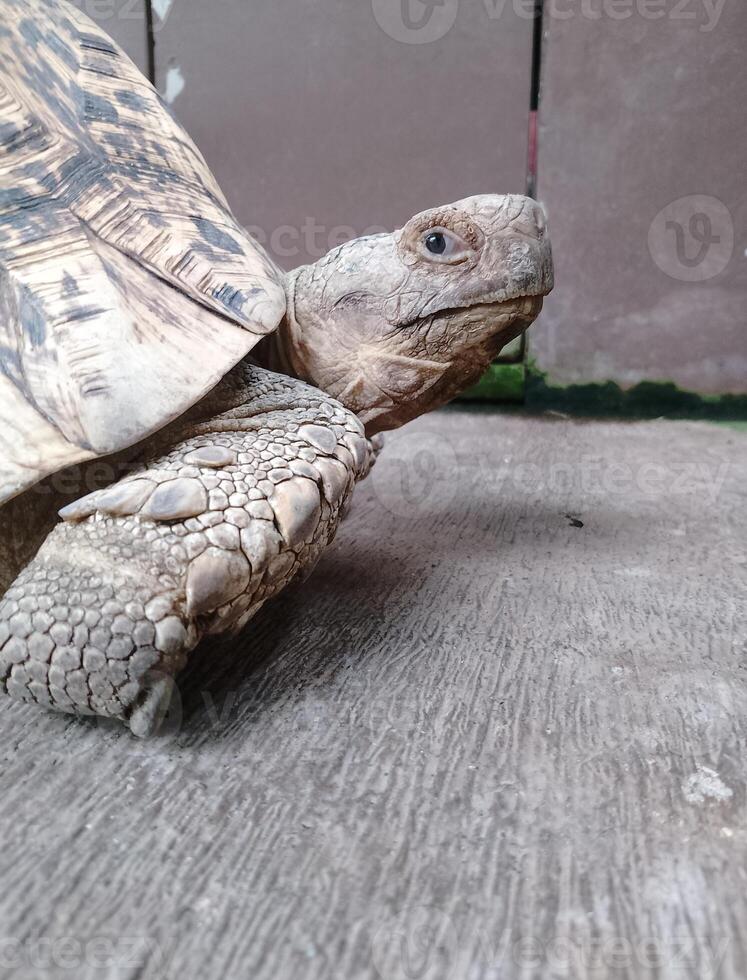 photo of turtles living in the zoo