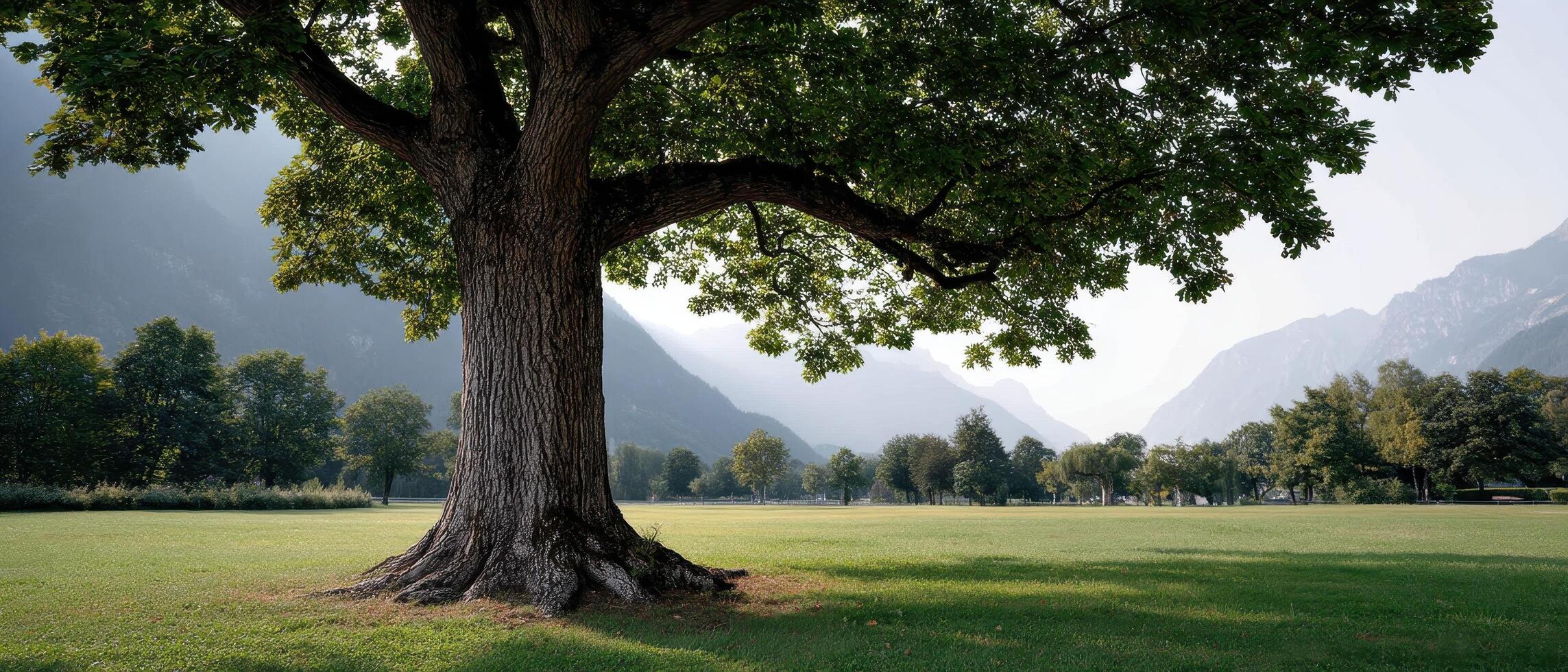 Exploring majestic trees in serene landscapes natural park photography tranquil environment scenic view photo