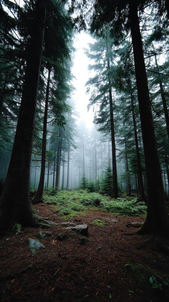 Mysterious foggy forest exploration pacific northwest nature photography serene environment ground level view tranquility photo