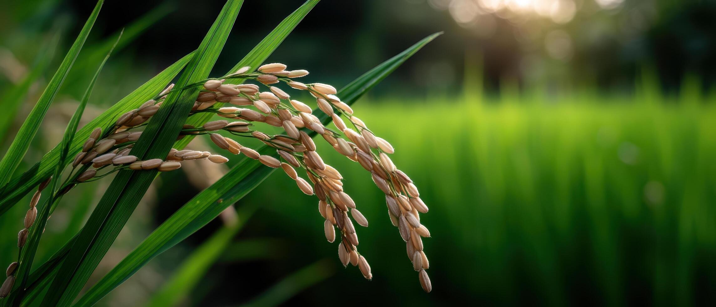 Harvesting rice grains lush green fields nature photography serene environment close-up view agricultural concept photo