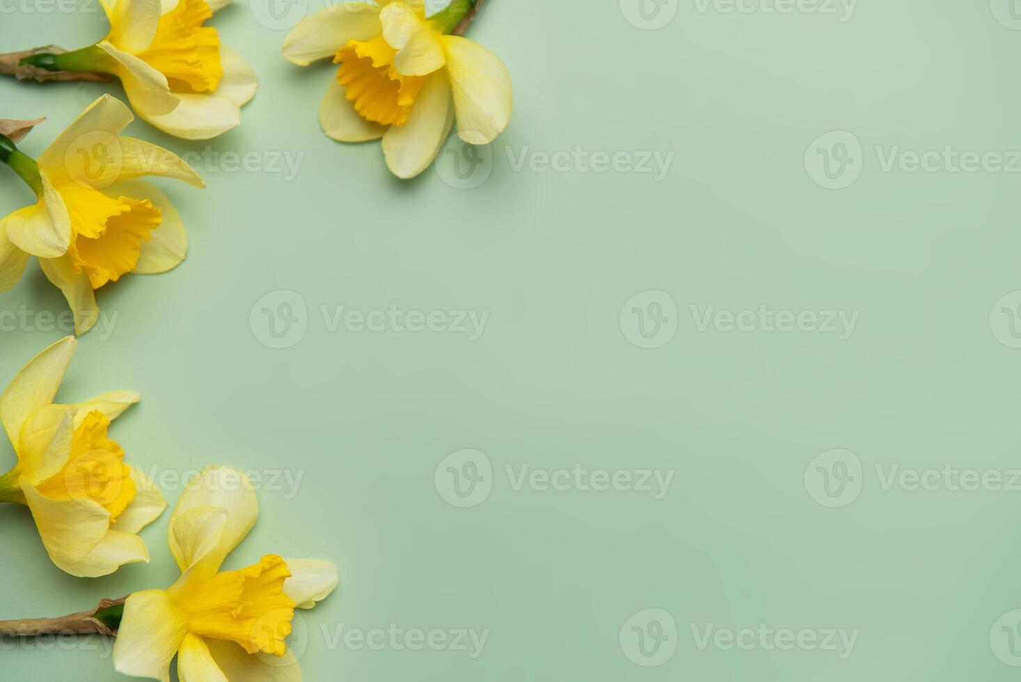 Yellow daffodils creating a border on pastel green background photo