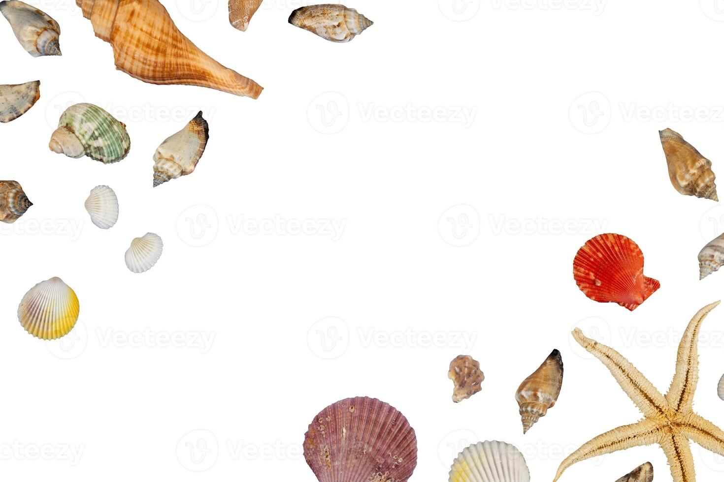 Sea shells for copy space photo