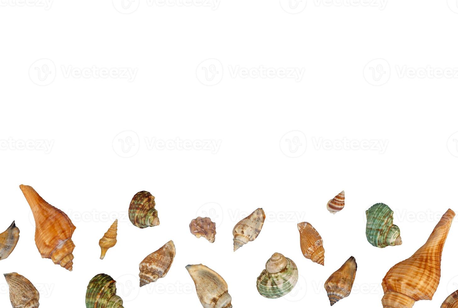 background with sea shells copy space photo