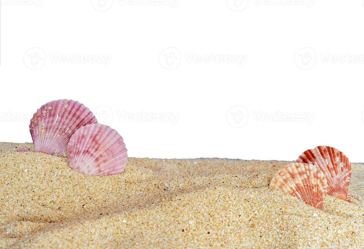 seashell on the sand banner background photo