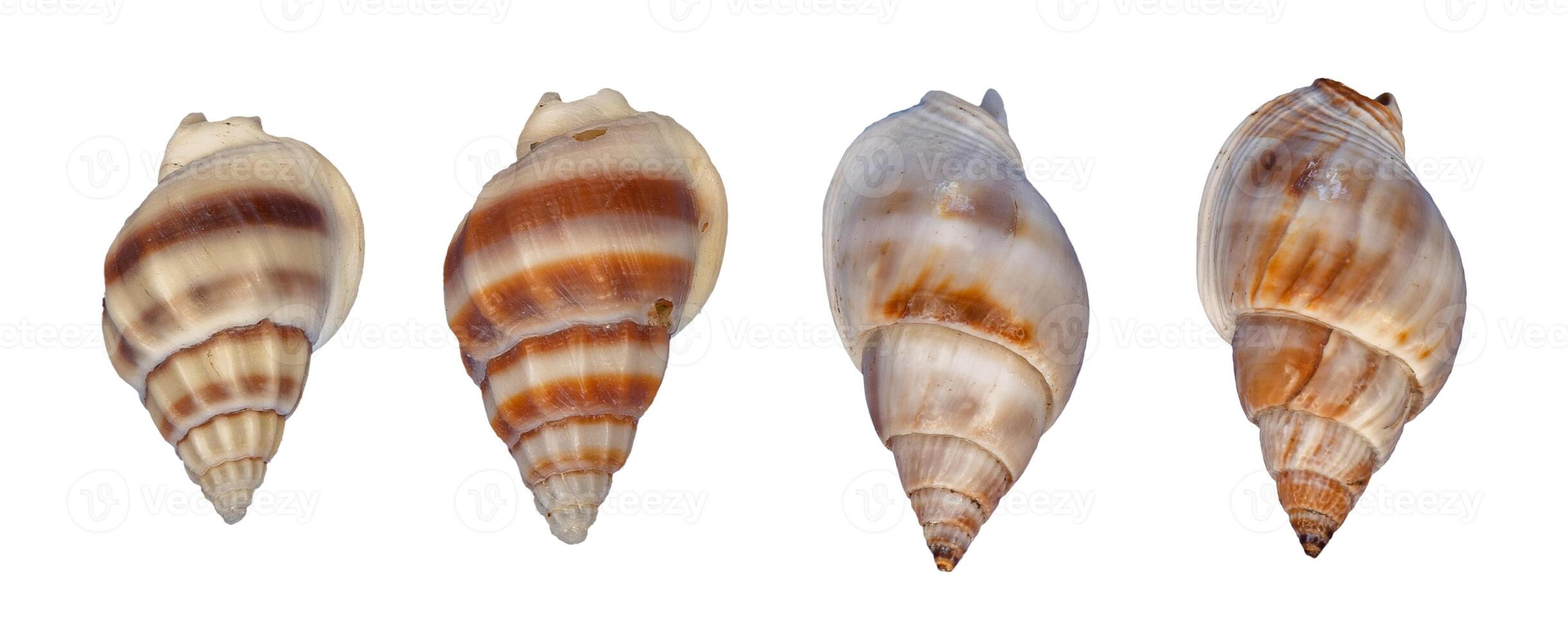 set of sea shells element isolated photo