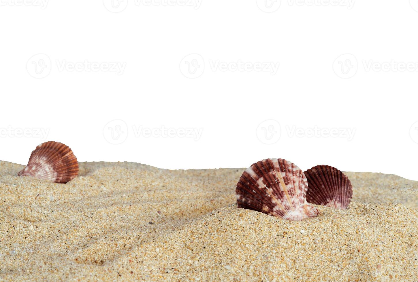 shell on the sand photo