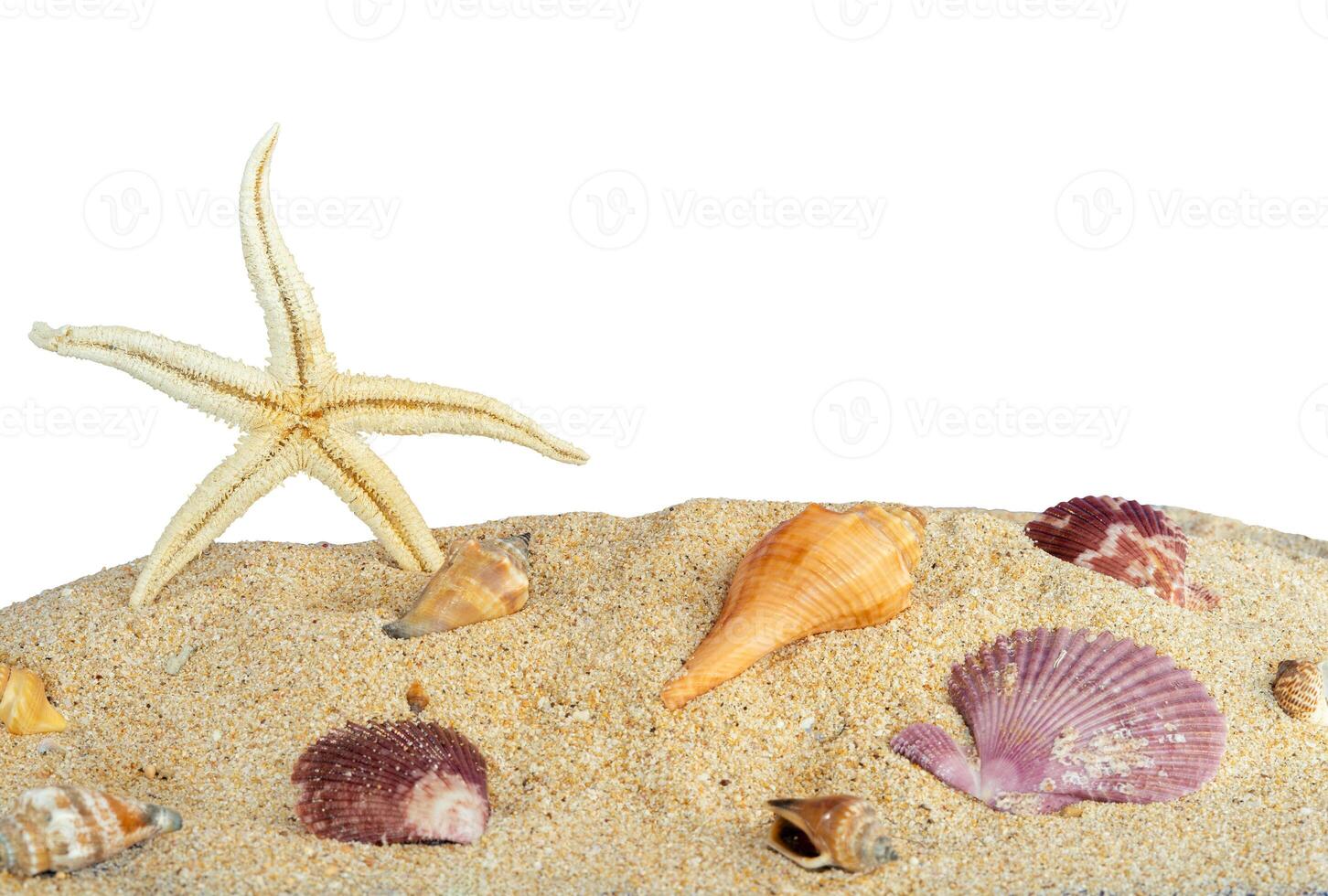starfish and shells on sand for background photo