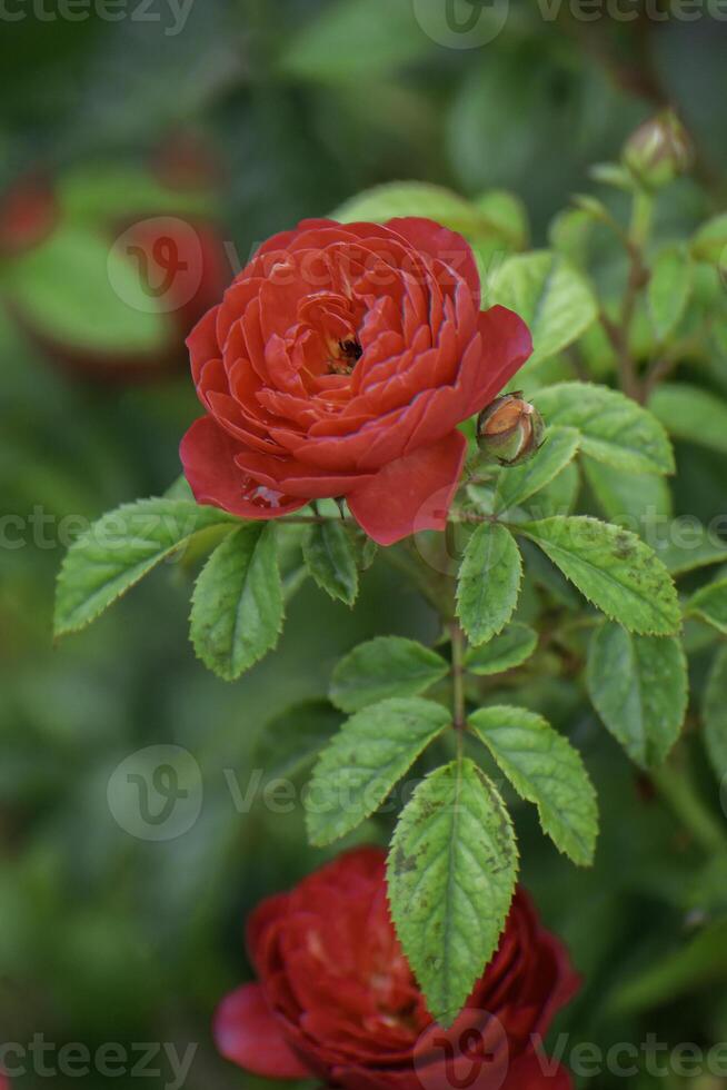 Red roses in my garden with a natural green scene.Red flowers photo