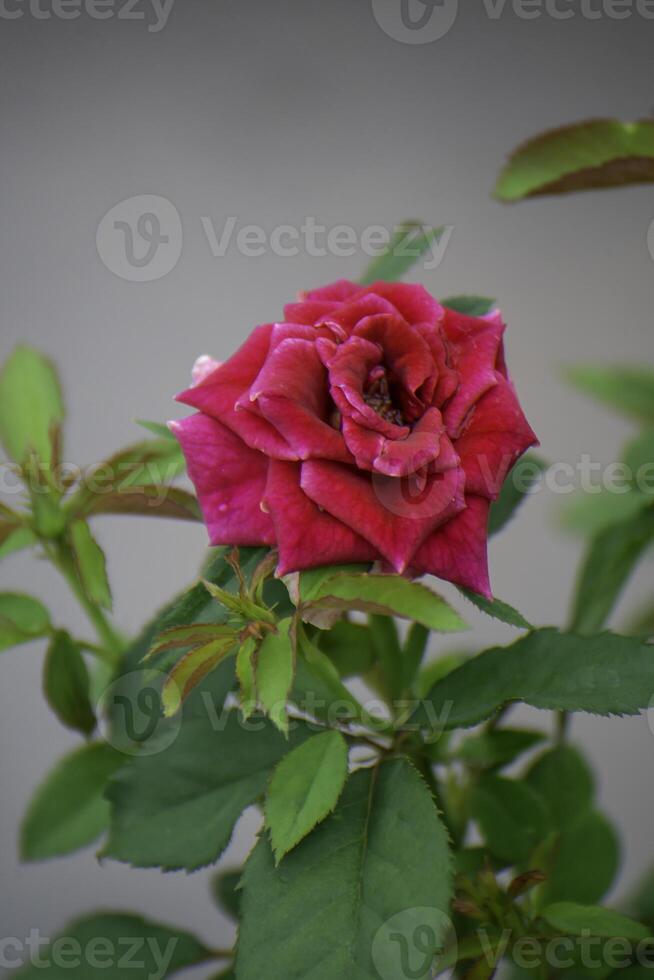 Red flowers.Red roses in my garden with a natural green scene photo