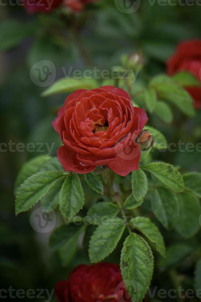 Red flowers in the garden, with a green scene in nature. photo