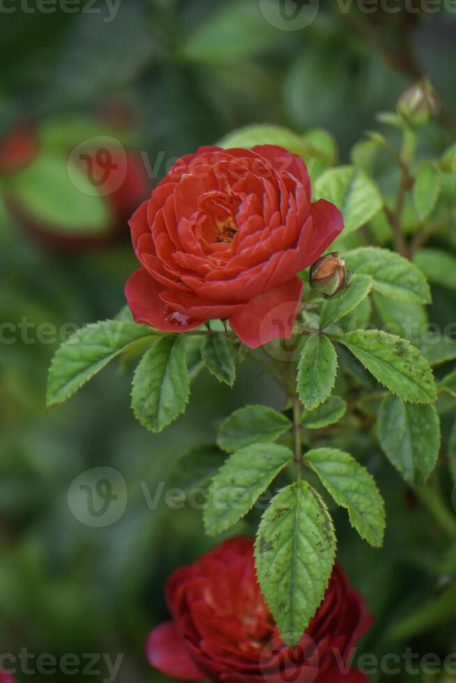 Red rose, green leaves, natural light photo
